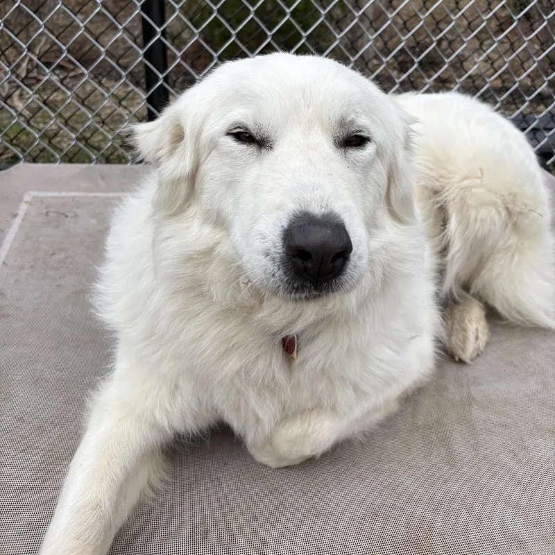 An adult large-sized female Yellow / Tan / Blond / Fawn Great Pyrenees dog named Tinkerbell for adoption in Calverton, NY