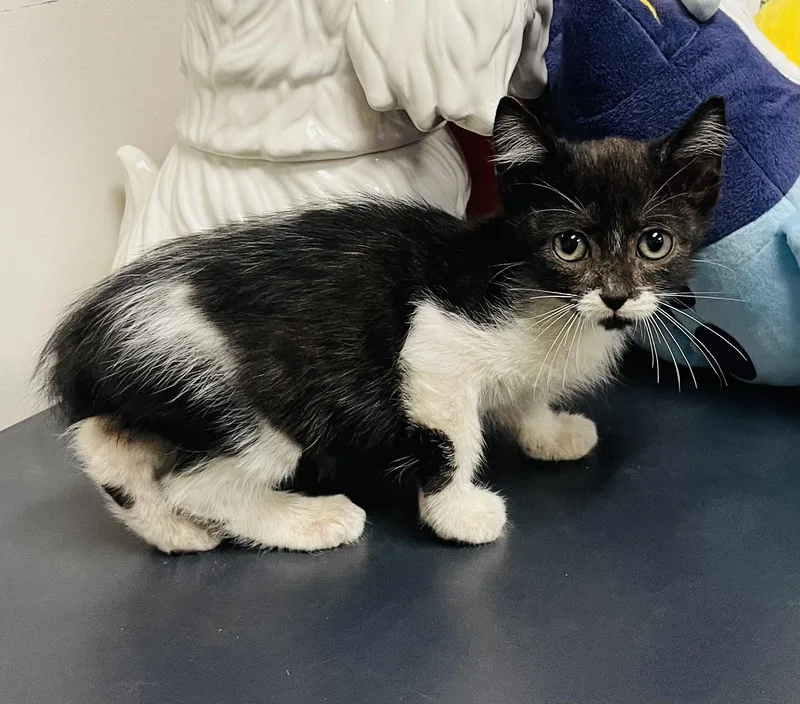 A baby small-sized male Black & White / Tuxedo Tuxedo cat named Alfred for adoption in Seabrook, TX