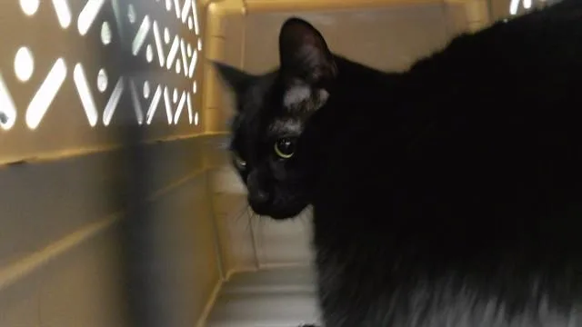 An adult small-sized male Domestic Short Hair cat named Denji for adoption in Omaha, NE