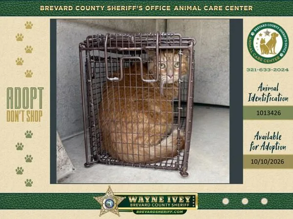 An adult small-sized unknown Domestic Short Hair cat named Candy Corn for adoption in Melbourne, FL