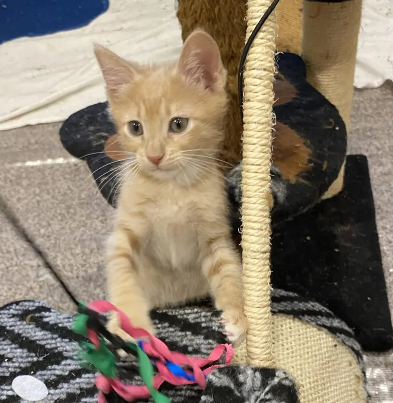 A baby small-sized male Domestic Short Hair cat named Handsome for adoption in Aurora, CO