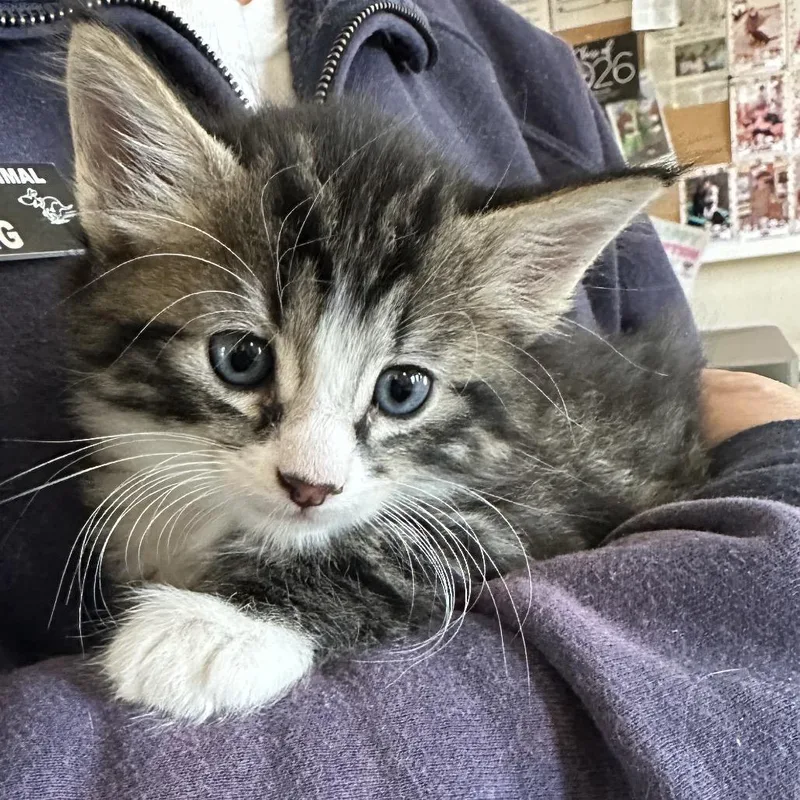 A baby small-sized male Brown / Chocolate Domestic Short Hair cat named Levi for adoption in Priest River, ID