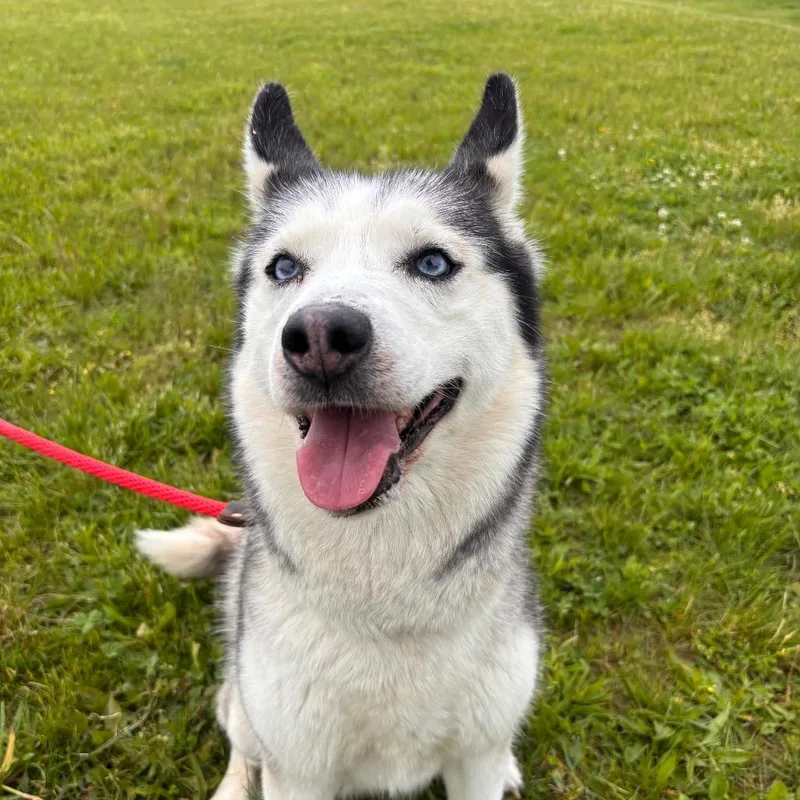 Nali