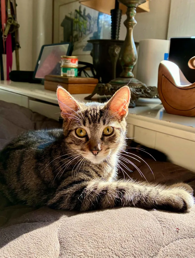 A baby medium-sized female Tabby cat named Sparrow for adoption in Gulfport, MS