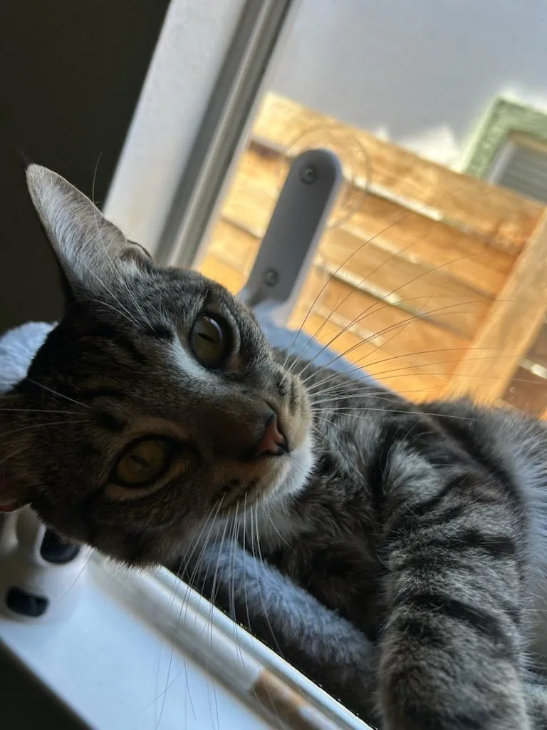 An adult medium-sized male Tabby (Brown / Chocolate) Tabby cat named Pele Blue for adoption in Sacramento, CA