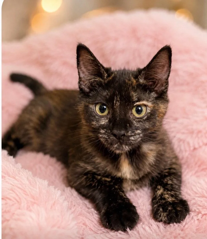A baby medium-sized female Domestic Short Hair cat named Ferna for adoption in Battle Ground, WA