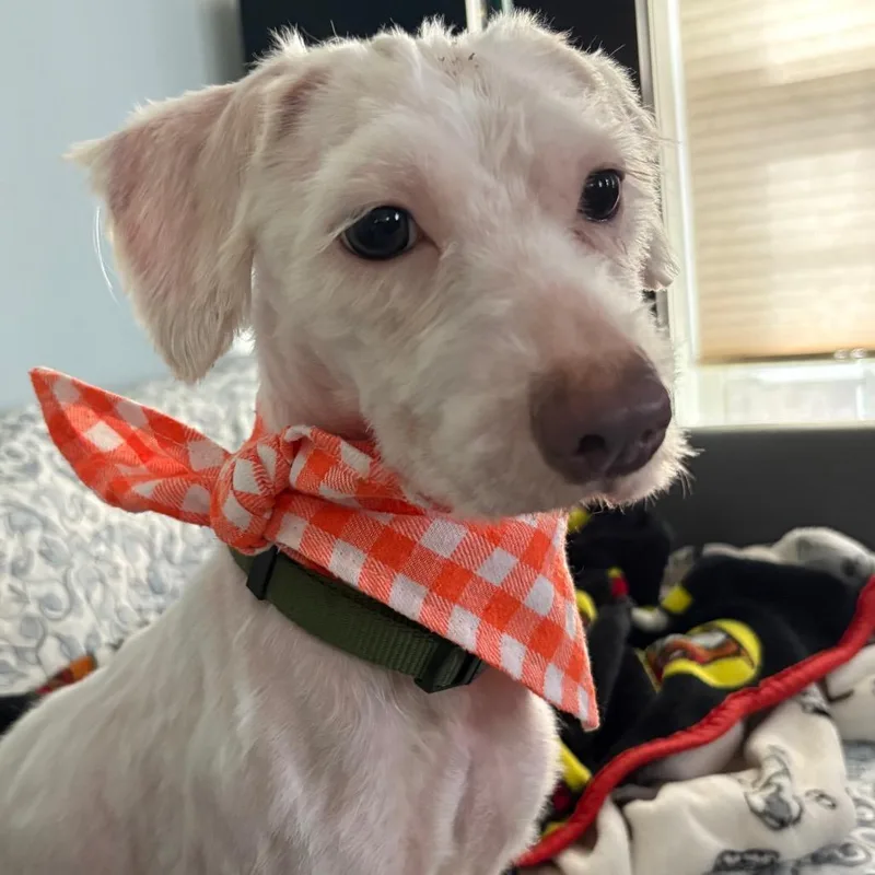A baby small-sized male White / Cream Terrier dog named Lucky Harry for adoption in Gulfport, MS