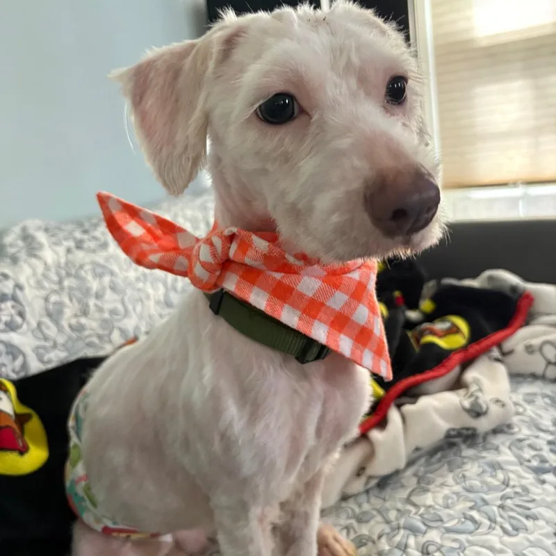 Lucky Harry thumbnail 5