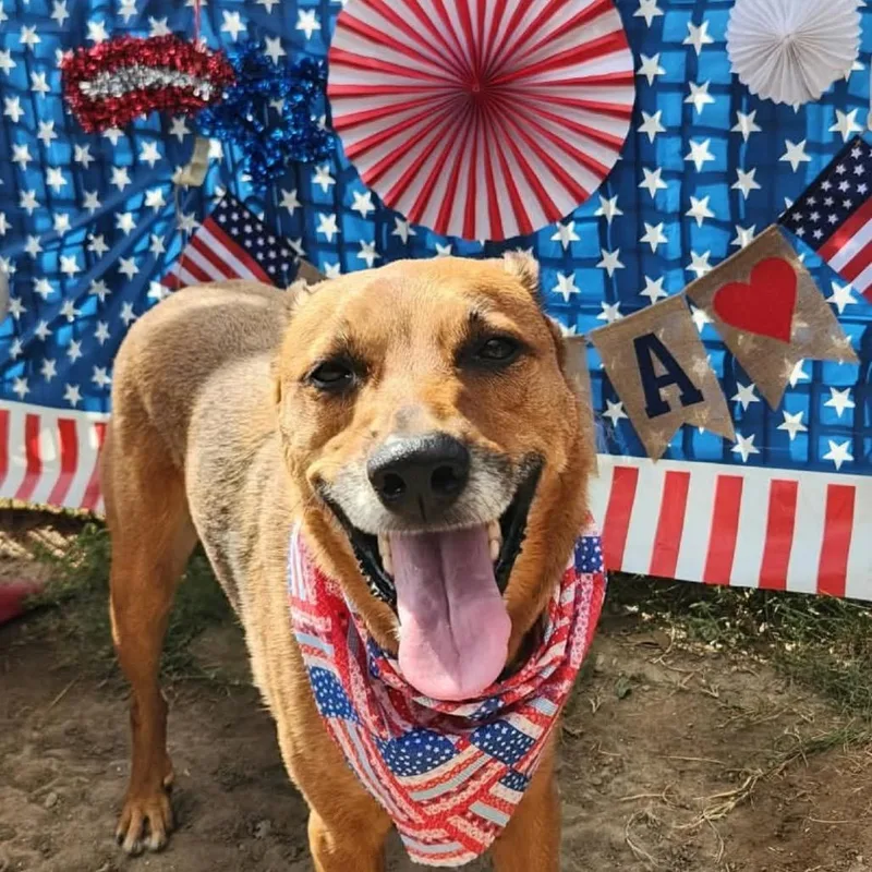 A senior medium-sized male Red / Chestnut / Orange Canaan Dog dog named Dallas for adoption in Salt Lake City, UT