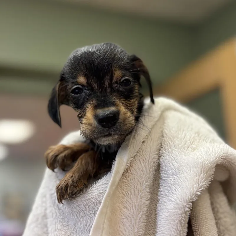 A baby medium-sized male Black Beagle dog named Bugs for adoption in Springboro, OH