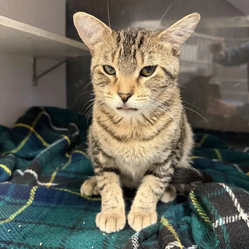 A young medium-sized female Brown / Chocolate Domestic Short Hair cat named Rumble for adoption in Buffalo, MN