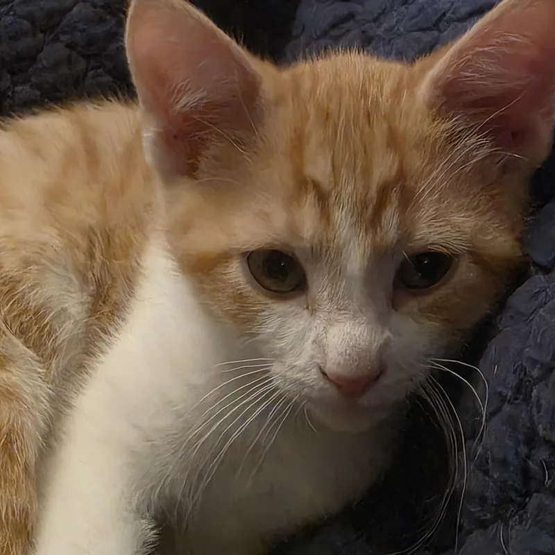 A young small-sized male Orange / Red Domestic Short Hair cat named Clem for adoption in Ashland, VA