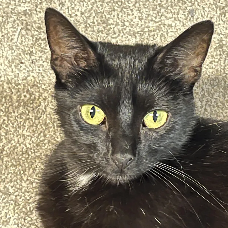 A young medium-sized female Black Domestic Short Hair cat named Sophie for adoption in Indianapolis, IN