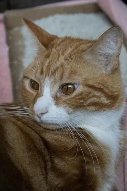 An adult small-sized male Domestic Short Hair cat named Toby for adoption in Fallston, MD
