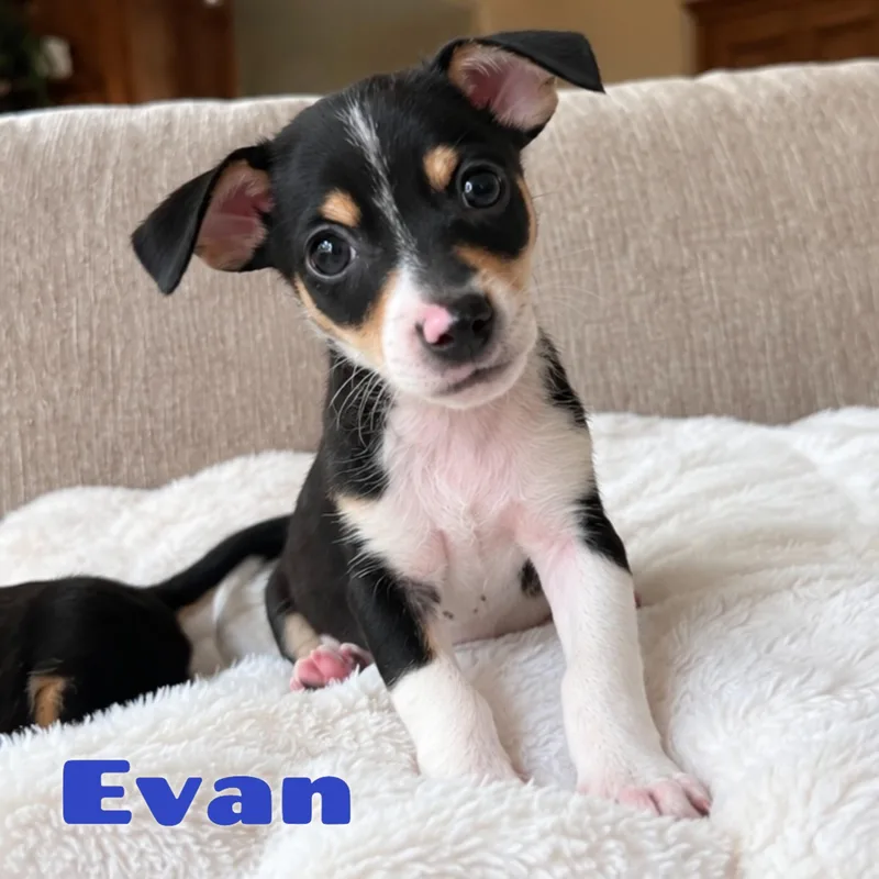 Evan thumbnail 3