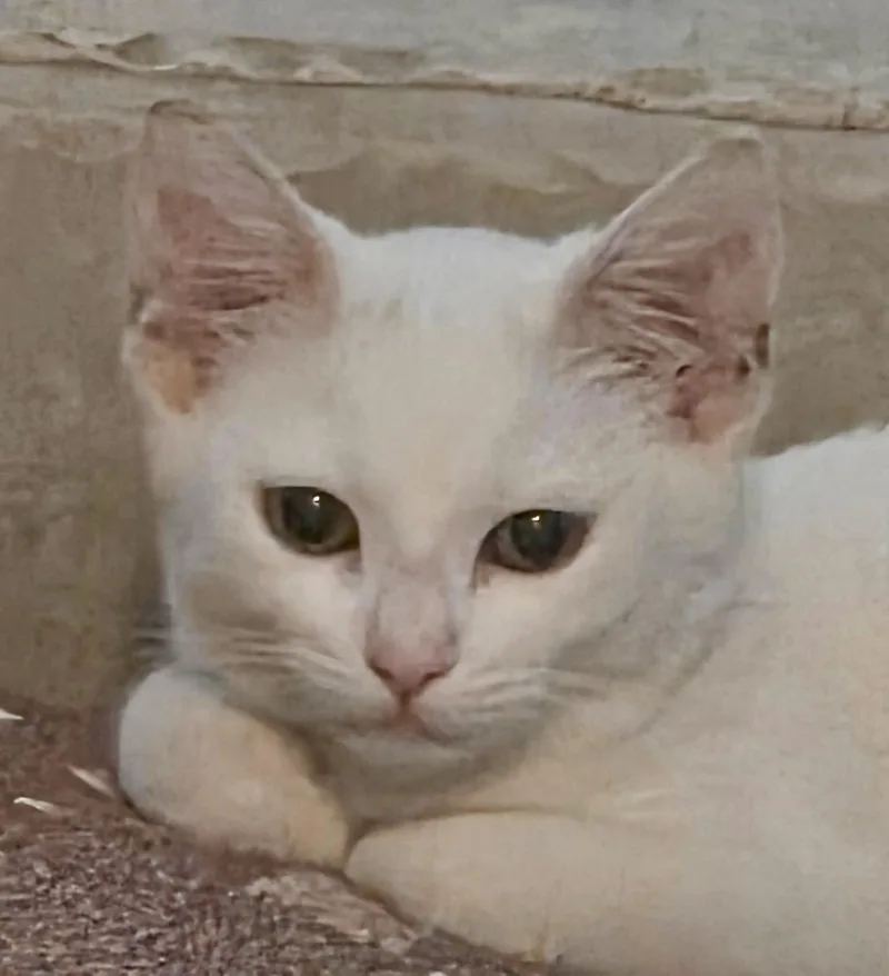 A baby small-sized female Domestic Short Hair cat named Snow for adoption in Dixon, CA