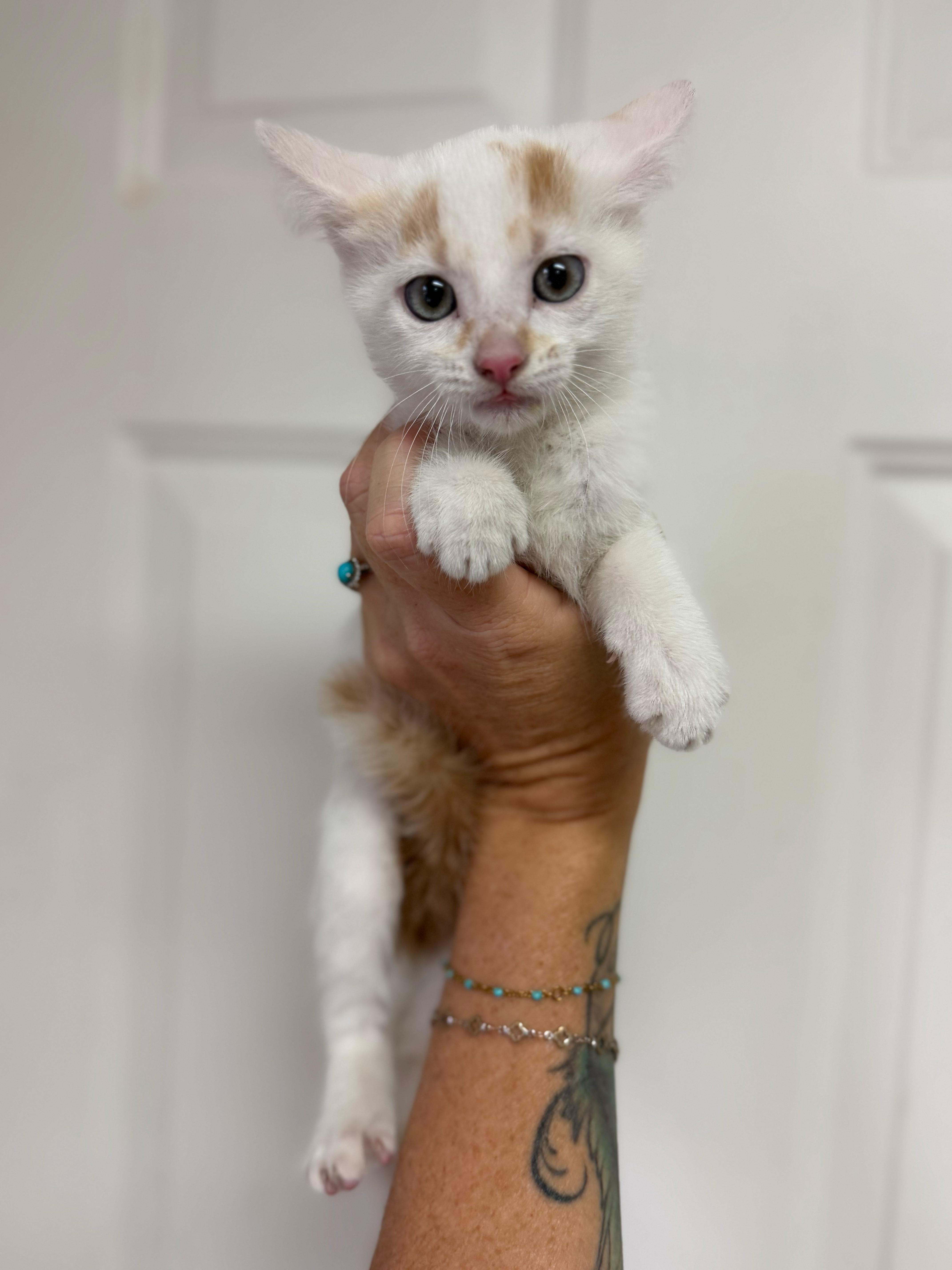 A baby medium-sized female White Domestic Short Hair cat named Annabelle for adoption in Columbia, SC