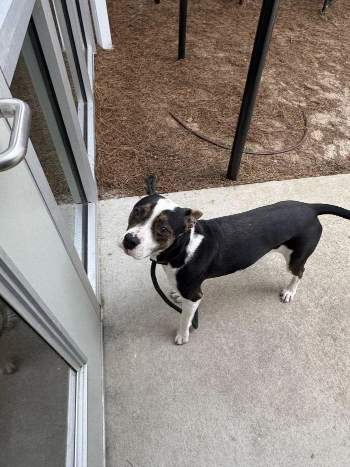 An adult large-sized male Terrier dog named Kenai for adoption in Hilton Head Island, SC