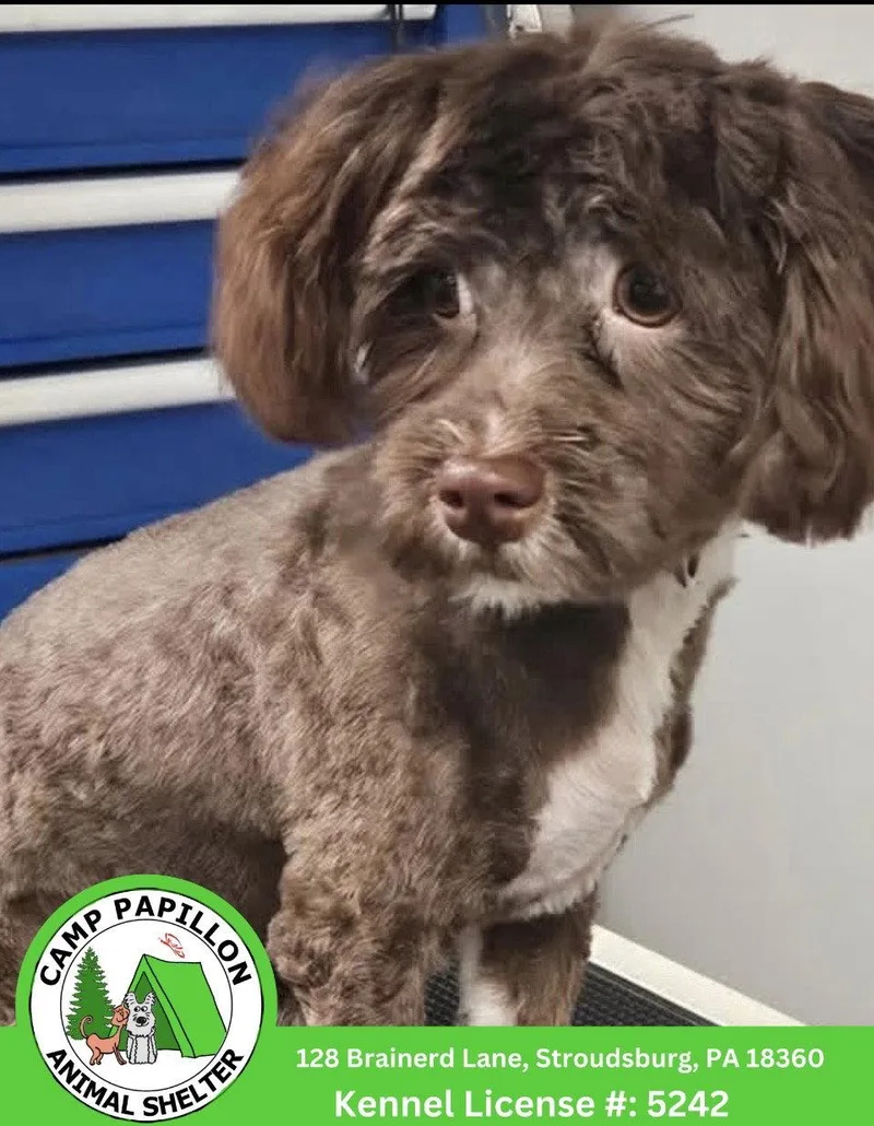A young medium-sized male Havanese dog named Choco Taco for adoption in Stroudsburg, PA