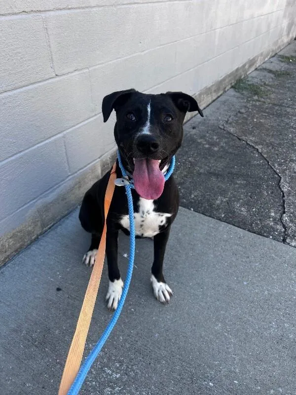 An adult large-sized female Mixed Breed dog named Peyton for adoption in Cincinnati, OH