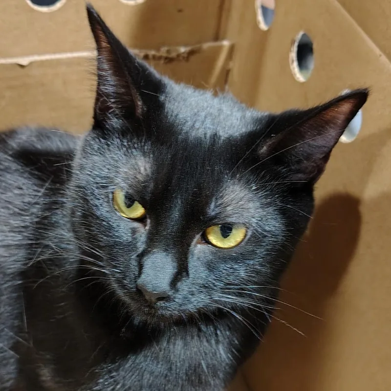 A young medium-sized female Black Domestic Short Hair cat named Jaguar for adoption in Tampa, FL