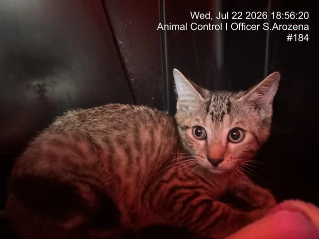 A baby small-sized male Domestic Short Hair cat named Crow for adoption in Naples, FL