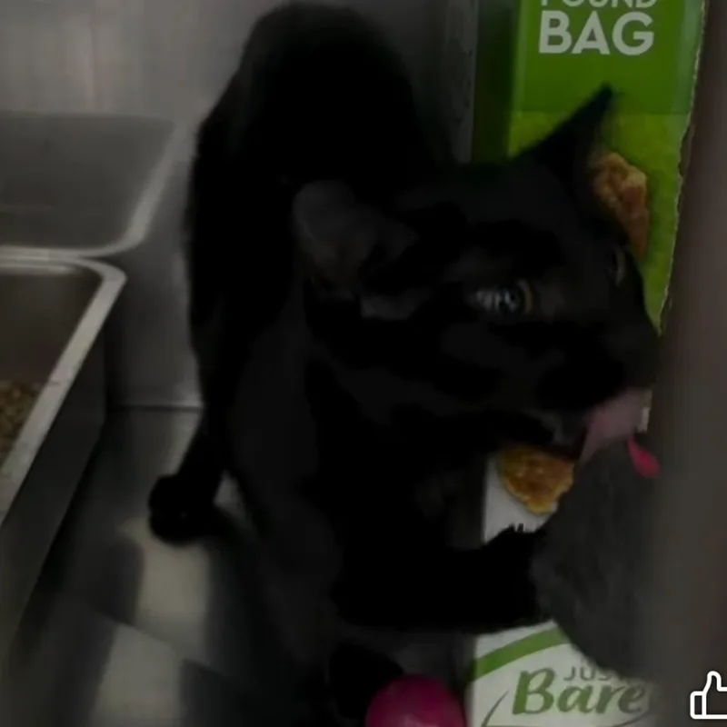 A baby small-sized female Black Domestic Short Hair cat named Fortune Cookie for adoption in Grand Rapids, MI