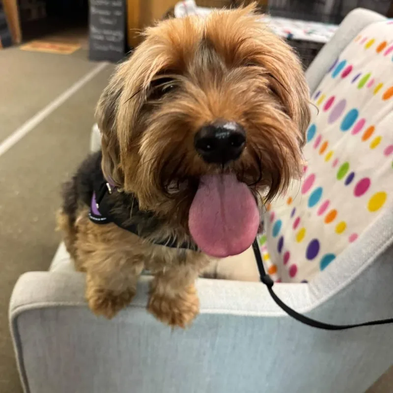 An adult small-sized female Brown / Chocolate Yorkshire Terrier dog named Stella for adoption in Graham, WA