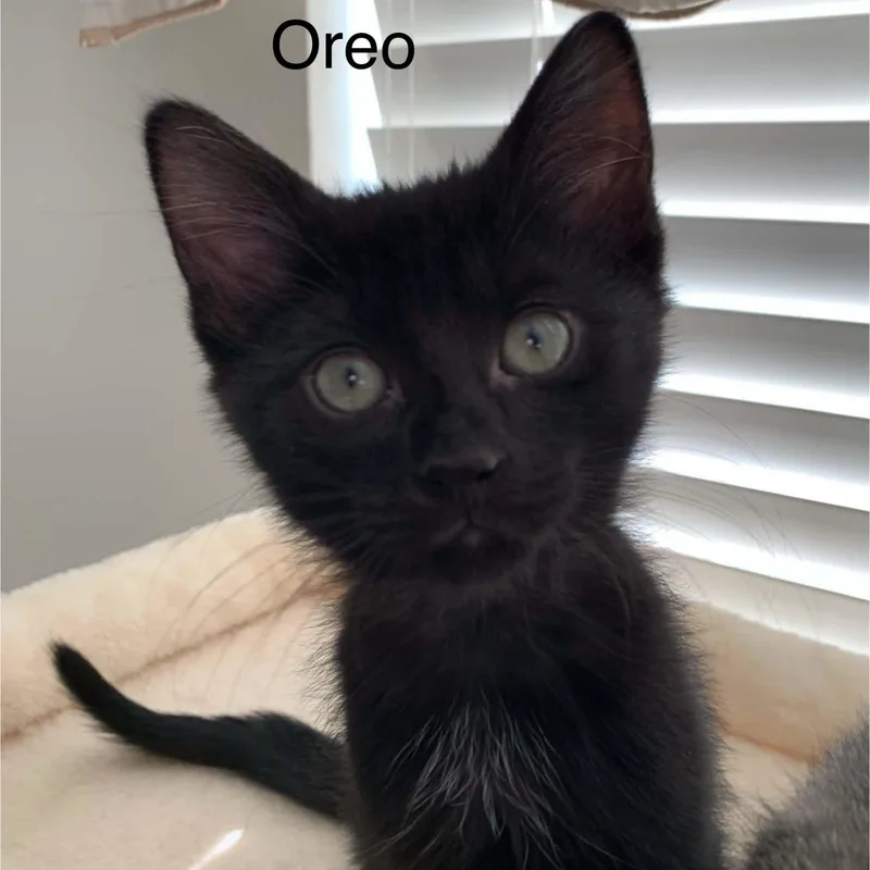 Oreo thumbnail 2