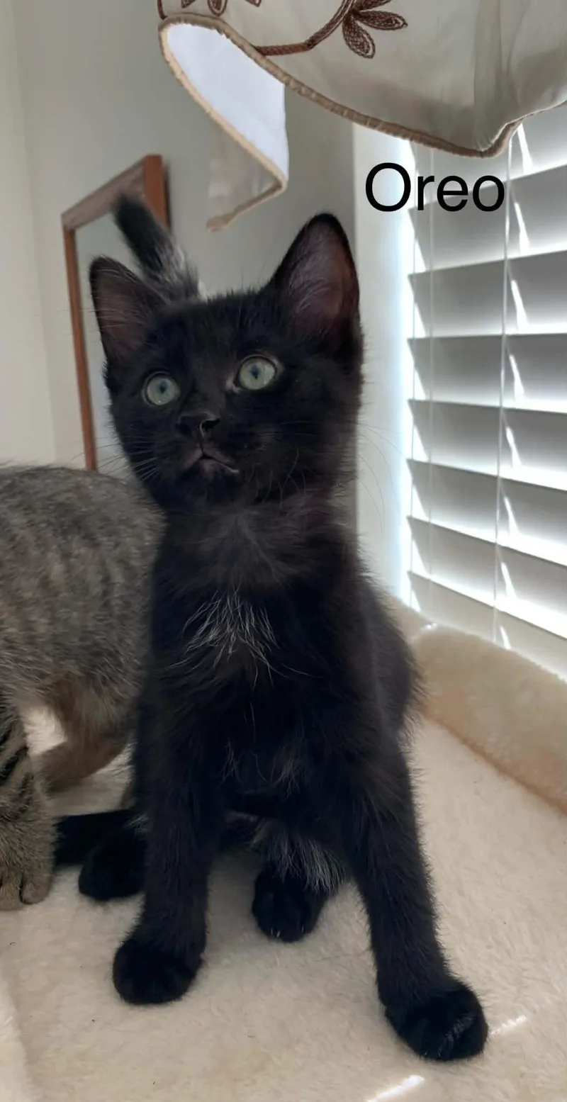 Oreo thumbnail 4