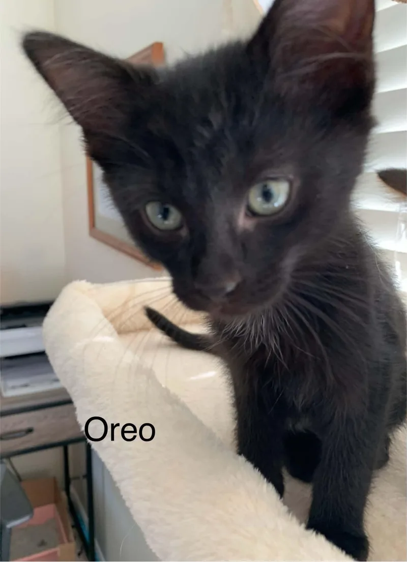 Oreo thumbnail 5