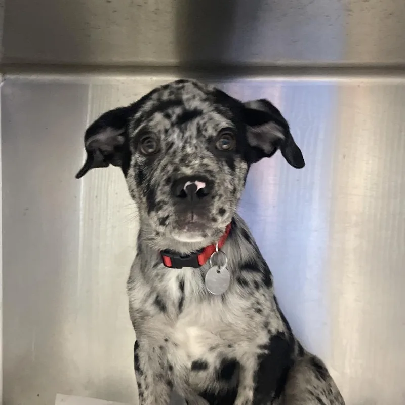 A baby small-sized female Mixed Breed dog named LA Dolly for adoption in Port Washington, NY