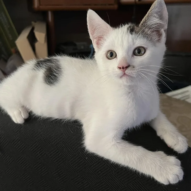 A baby small-sized female Domestic Short Hair cat named Spot for adoption in Antioch, CA
