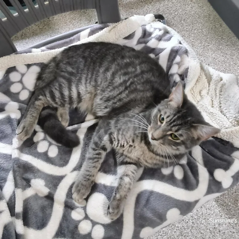 A young small-sized male Gray / Blue / Silver Domestic Short Hair cat named Nimbus for adoption in Jessup, MD