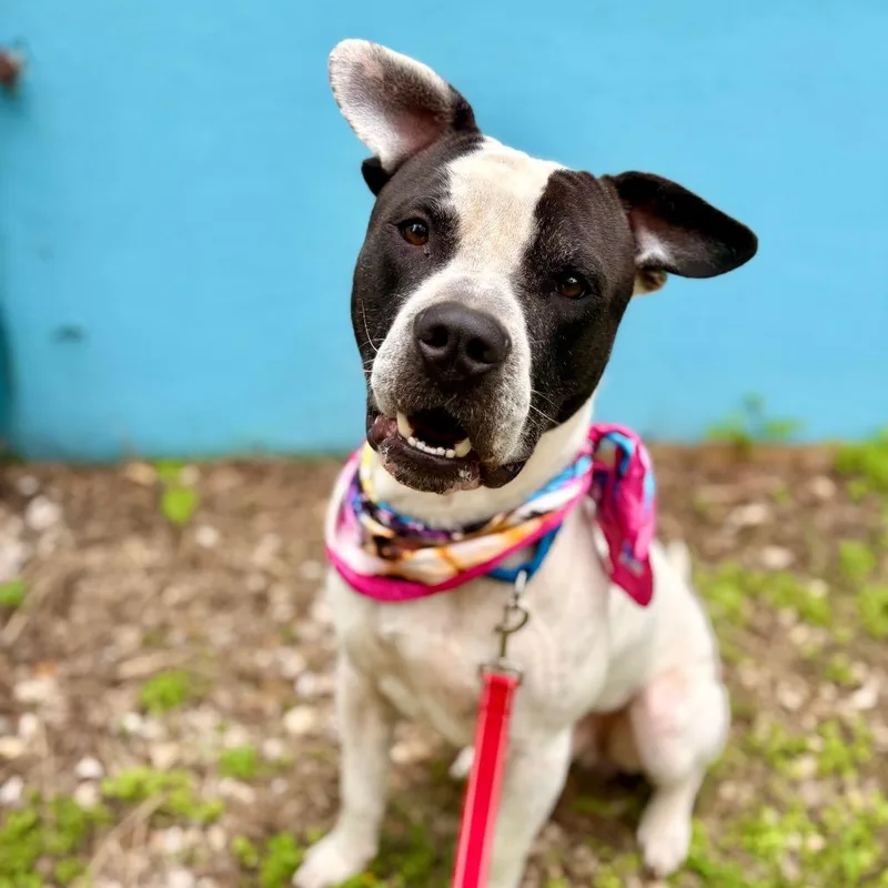 An adult large-sized male White / Cream Pit Bull Terrier dog named Soup Dumpling for adoption in Austin, TX