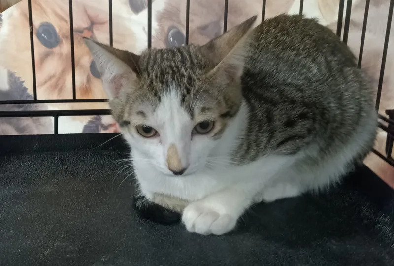 A baby small-sized male Tabby (Brown / Chocolate) Domestic Short Hair cat named Jack Jack for adoption in Yorba Linda, CA