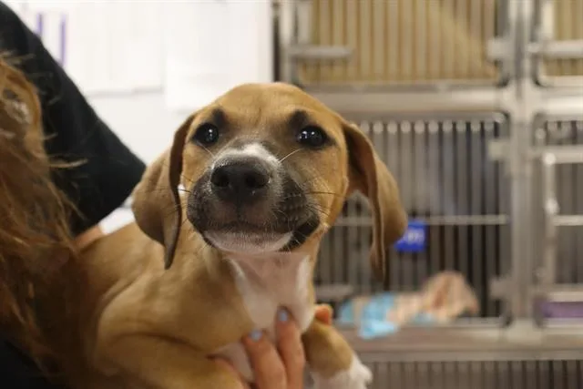 A baby small-sized male Mixed Breed dog named Simon for adoption in Columbia, SC