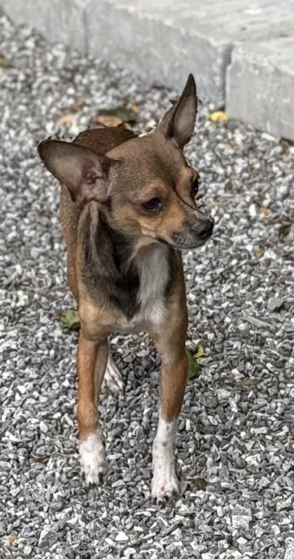 A young small-sized male Chihuahua dog named Ollie for adoption in Wilkesboro, NC