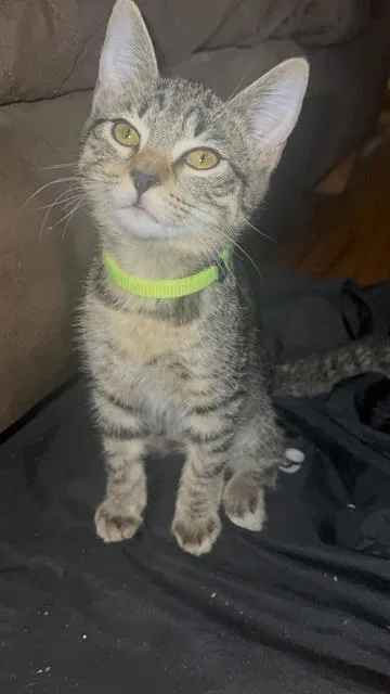 A baby small-sized male Domestic Short Hair cat named Cooper for adoption in Haw River, NC