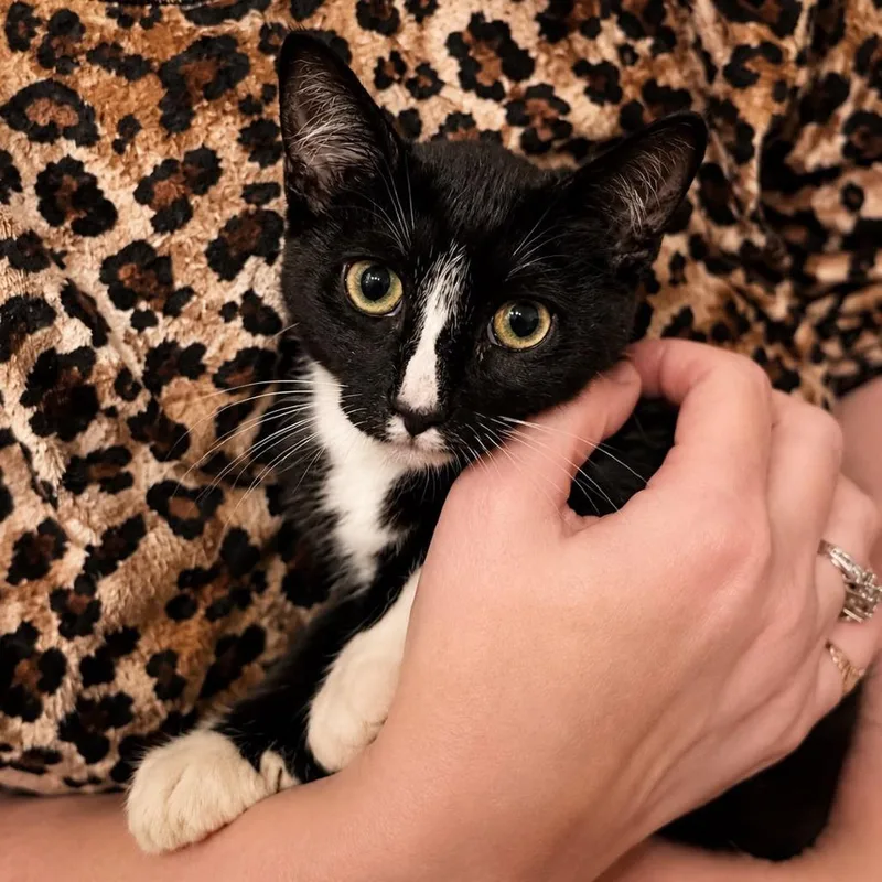 A baby small-sized male Domestic Short Hair cat named Garth "Brooks" for adoption in Winchester, VA