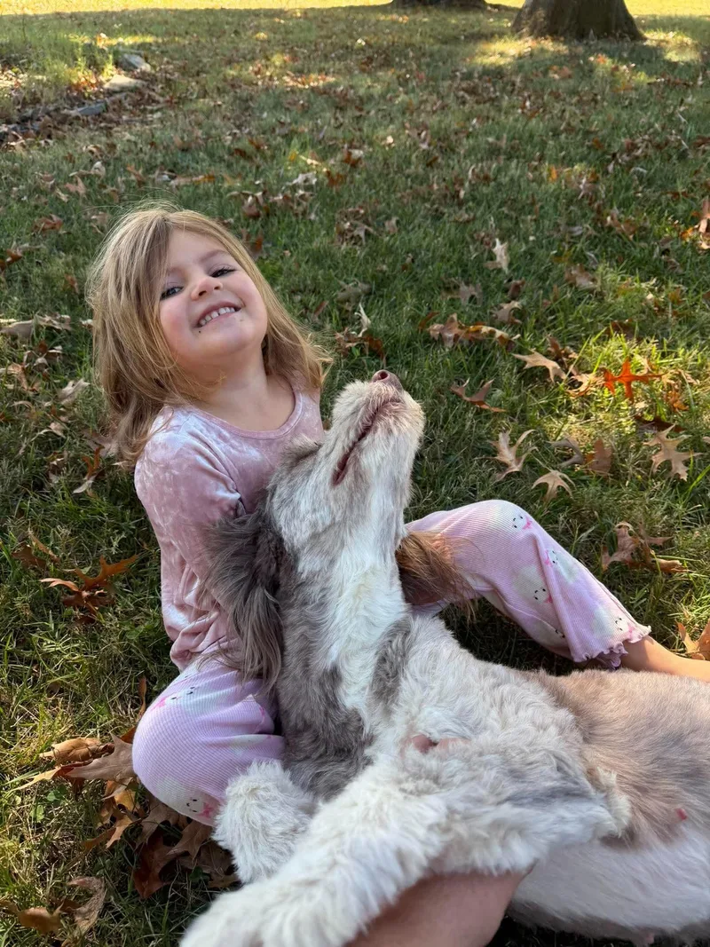 A young medium-sized female Gray / Blue / Silver Aussiedoodle dog named Shelby for adoption in Luttrell, TN