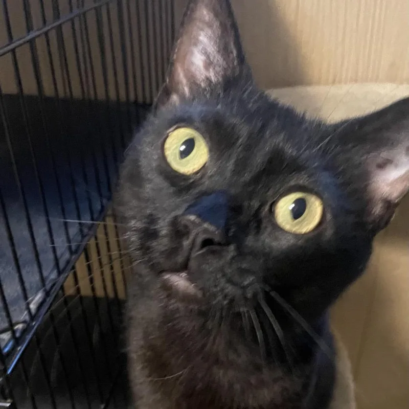 An adult small-sized male Black Domestic Short Hair cat named Spooky for adoption in Marion, IL