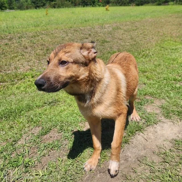 A young large-sized female Yellow / Tan / Blond / Fawn German Shepherd Dog dog named Amory for adoption in Manhasset, NY