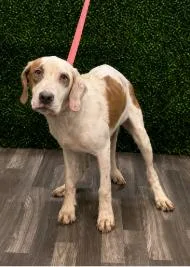 A baby medium-sized male White / Cream English Coonhound dog named Doug for adoption in Partlow, VA