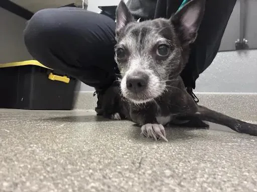 An adult small-sized female Chihuahua dog named Toothless for adoption in Las Vegas, NV