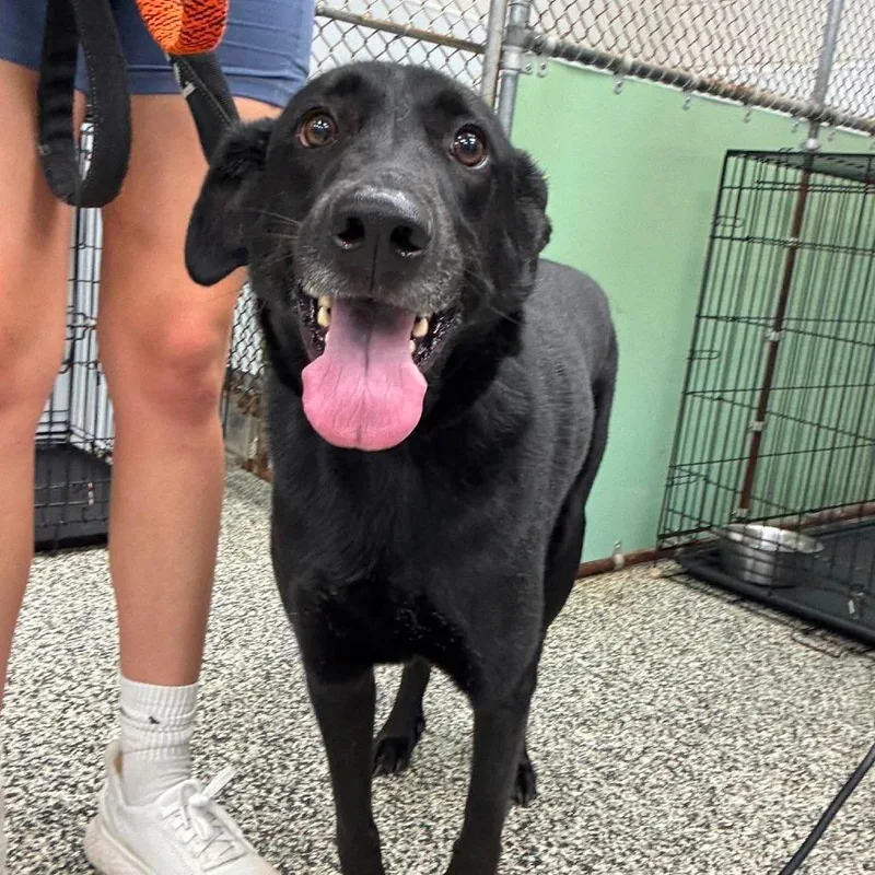 An adult medium-sized male Black Mixed Breed dog named Keanu for adoption in Fredericksburg, VA