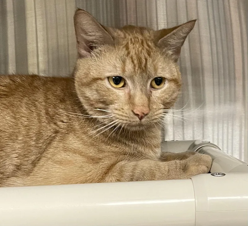 A baby medium-sized male Orange & White American Shorthair cat named Kai for adoption in North Kingstown, RI