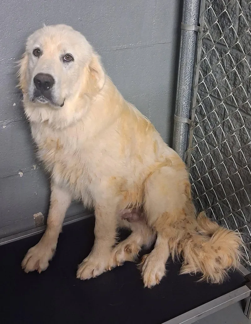 A young large-sized male White / Cream Great Pyrenees dog named Wilson for adoption in Stuart, VA
