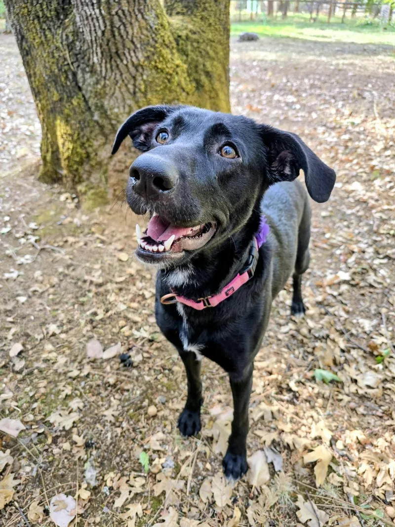A young medium-sized female Labrador Retriever dog named Jellybean for adoption in Grants Pass, OR