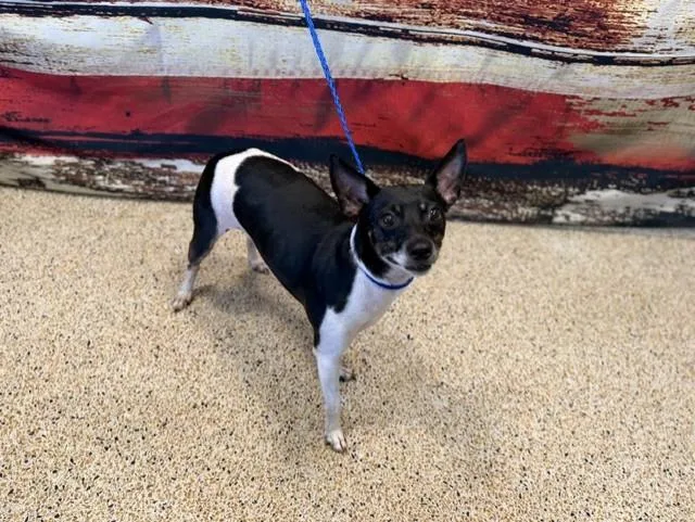 An adult small-sized male Rat Terrier dog named Niko for adoption in Miami, FL